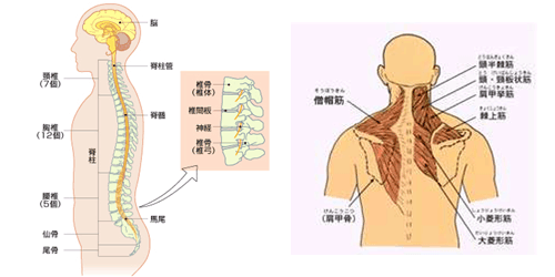 肩こりの原因