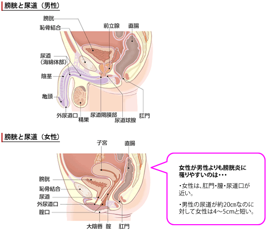 膀胱と尿道
