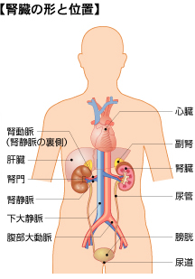 腎臓の形と位置の図
