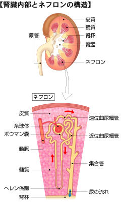 腎臓内部とネフロンの構造の図