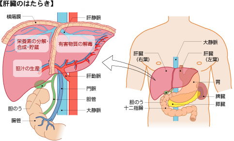 肝臓の働きの図