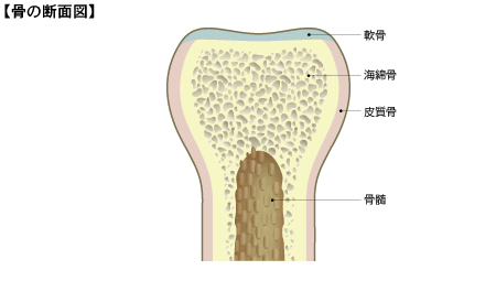 骨粗しょう症 気をつけたい病気の予防と改善 のびのびねっと ライフプラン総合支援サイト 全国社会保険共済会