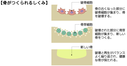 骨がつくられるしくみの図