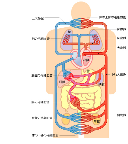 血液の流れるしくみの図