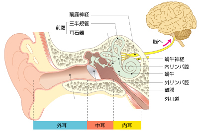 耳の構造と働きの図