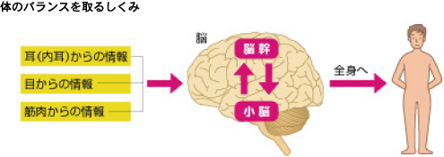 体のバランスを取るしくみの図