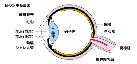 目の水平断面図