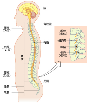 腰の構造の図