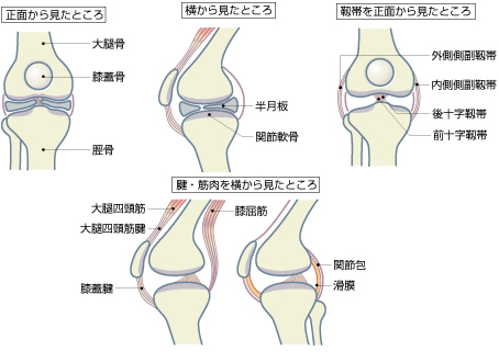 膝の構造の図